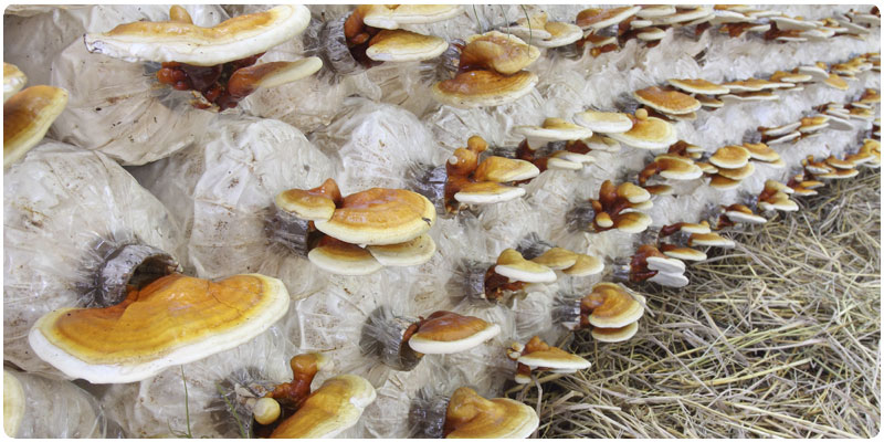 Pěstování hub